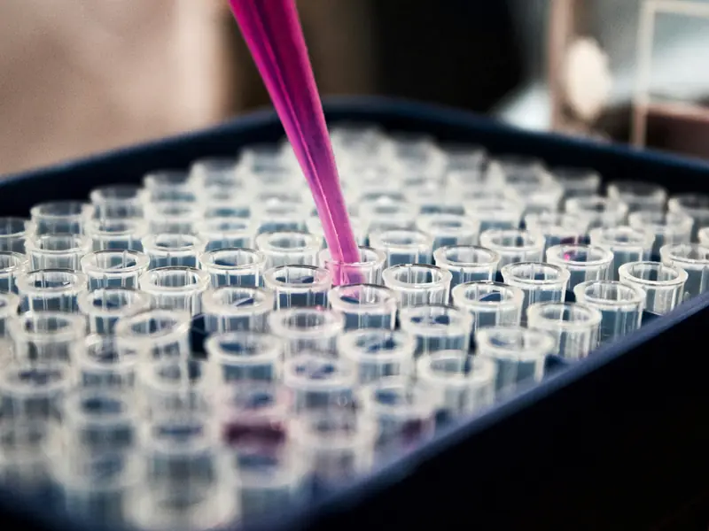 A pipette dispensing pink liquid into rows of small sample tubes in a laboratory rack