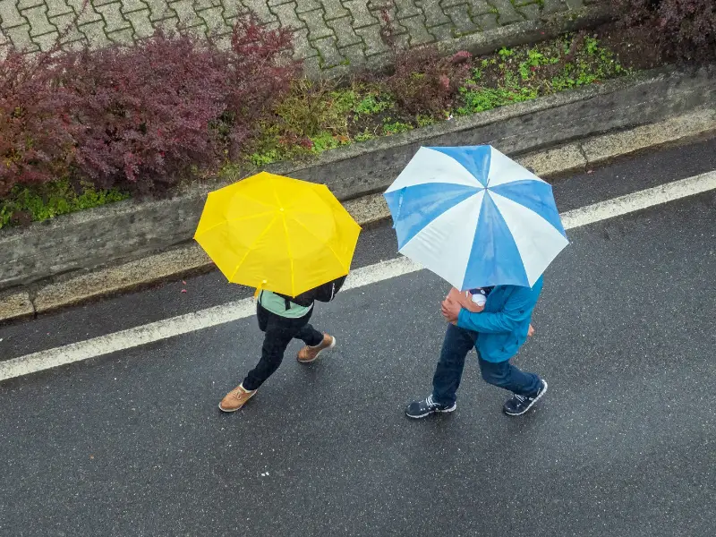 Two people walking along a wet street under a yellow and a blue-and-white umbrella